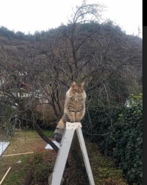 双线烽火炼真金，德约科维奇十四日鏖战书写网坛史诗