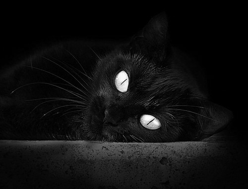 团结的樱花与独绽的寒梅，当整体性碾压遇见个体性燃烧