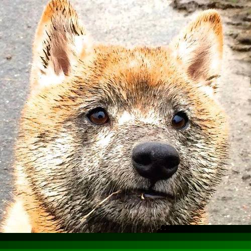 世纪之夜！爱尔兰6-0狂胜社会，恩佐上演教科书般中场大师课