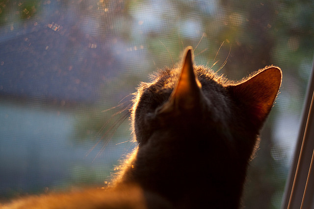 电子墨水中的融合赛场,一个写手的荒诞决赛