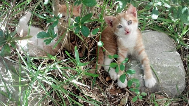 米切尔末节19分导演逆转风暴!步行者跨联赛力克辽宁,强势晋级国际邀请赛四强