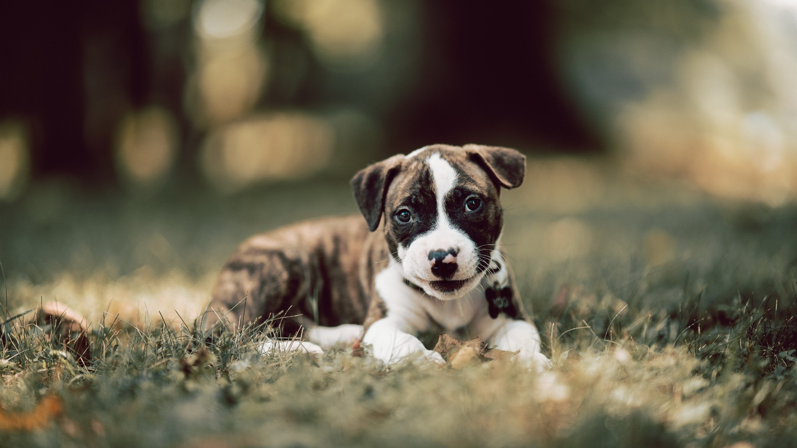 绿茵场的双重奏，伊拉克提前终结悬念，哈兰德完成自我救赎