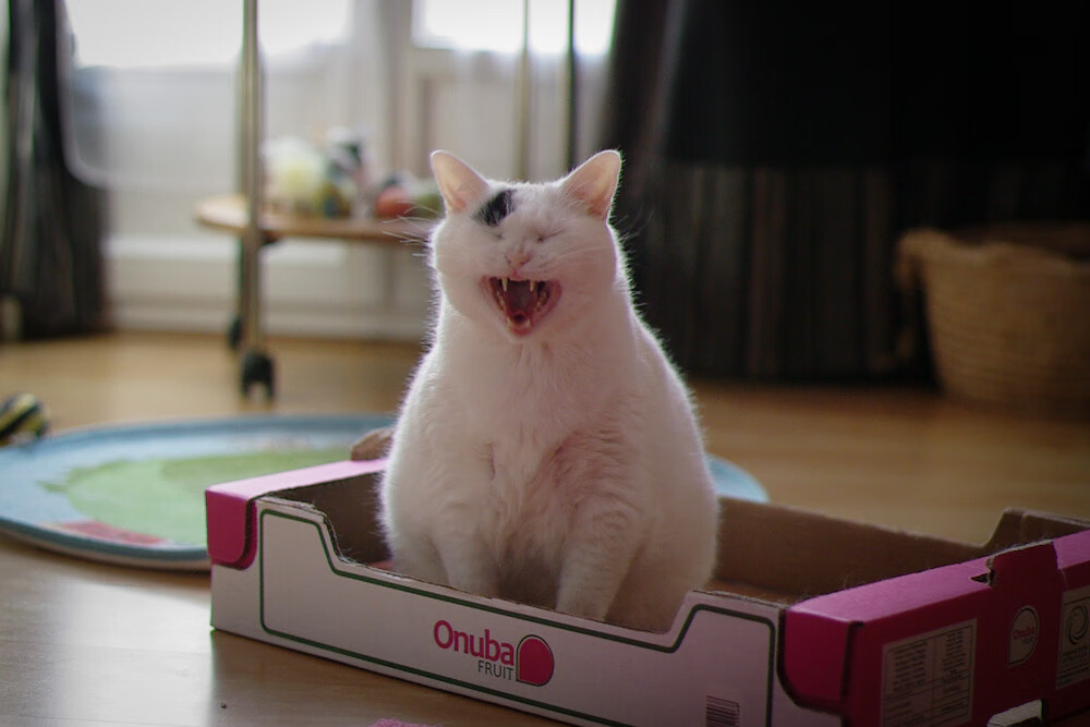 街道与绿茵，在两场不可能的胜利中，看见体育的永恒心跳