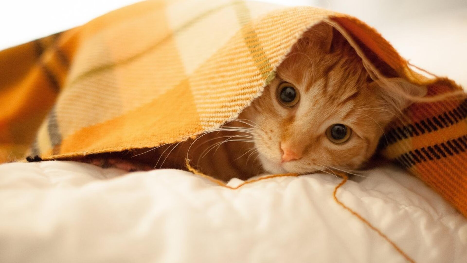 单骑救主,胜利的唯一姿态—从萨拉赫接管比赛到波兰力克美国