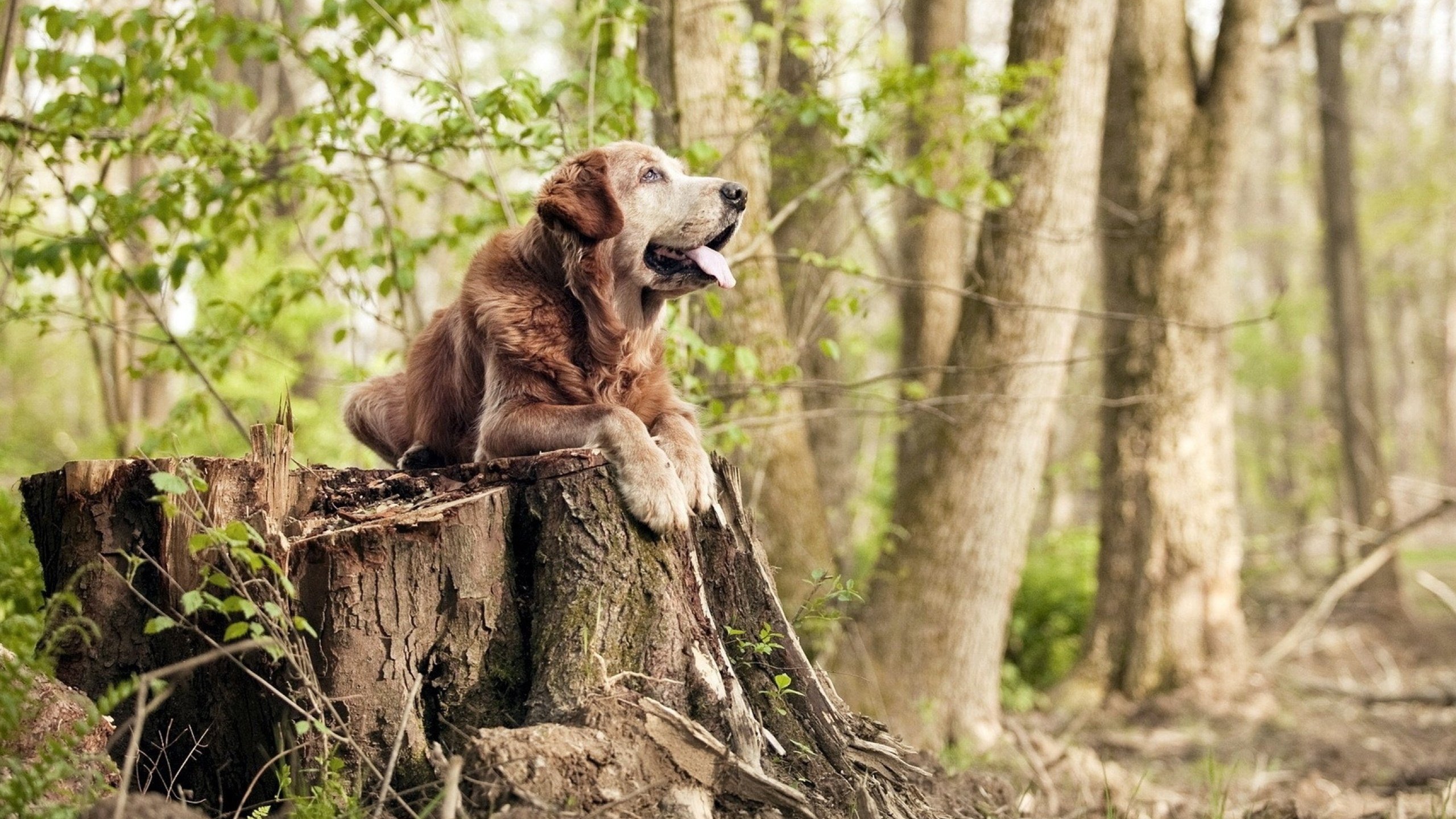 防守奏鸣曲中的意外指挥家，当湖人火力如潮，武切维奇以沉默交响逆写胜负