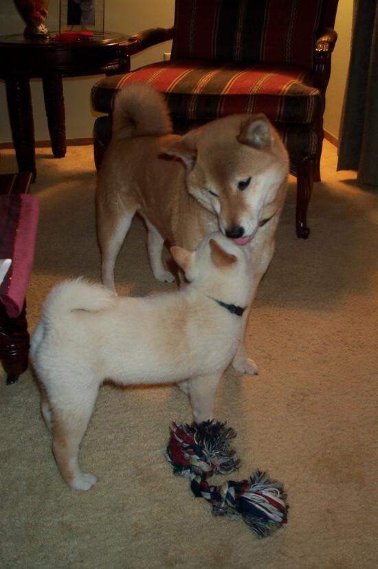 从争议漩涡到决赛英雄,特奥用最残酷的方式完成自我救赎