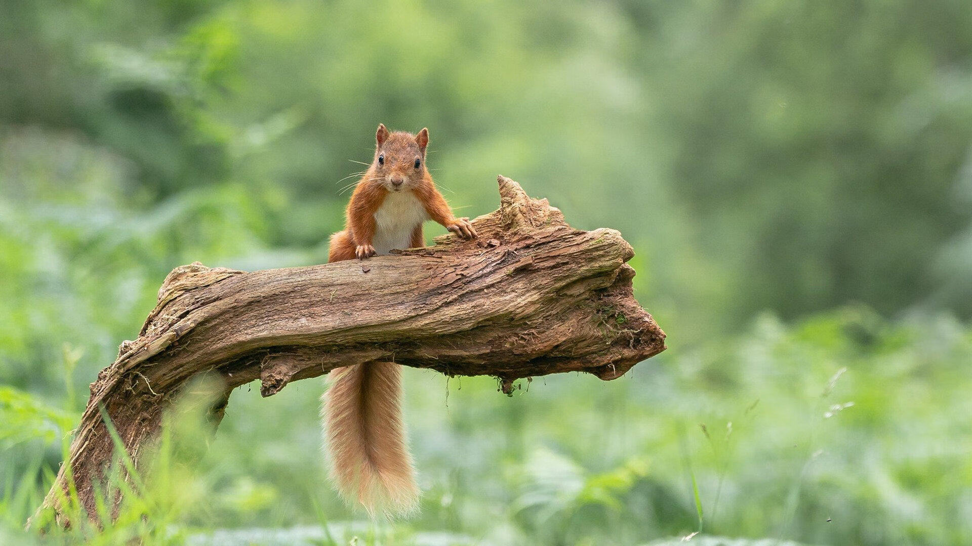 当库里身披雷霆战袍,一场横跨太平洋的篮球奇迹