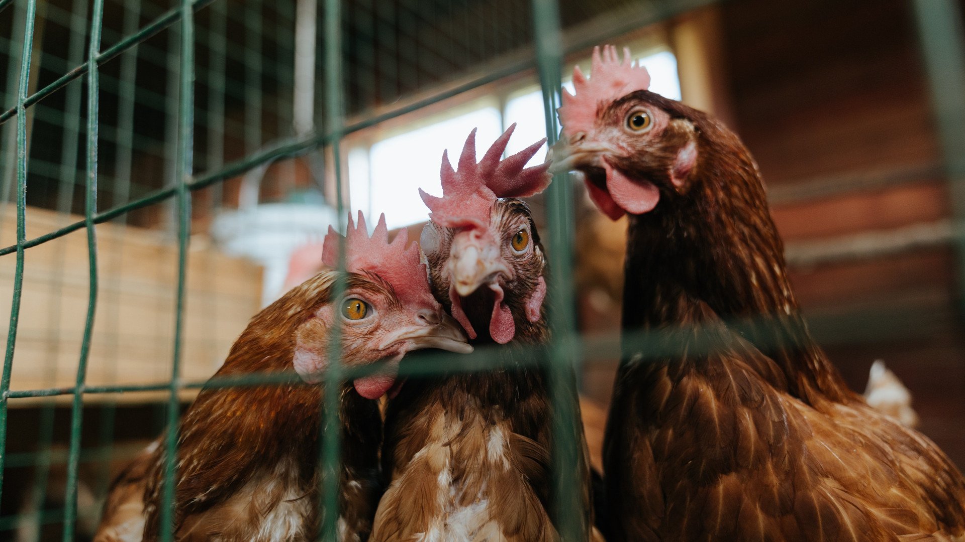 一剑封喉！欧洲红魔客场掀翻宿敌，戈麦斯绝杀定乾坤