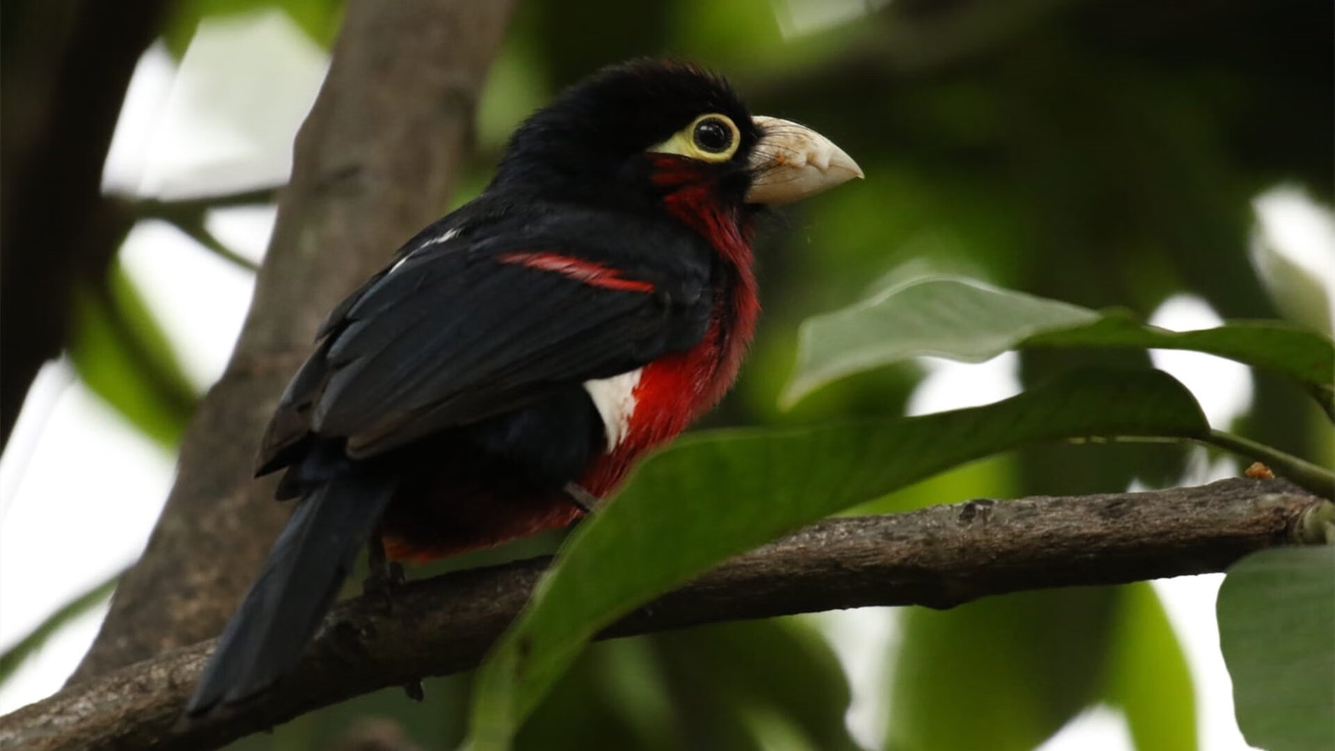 一剑封喉！欧洲红魔客场掀翻宿敌，戈麦斯绝杀定乾坤