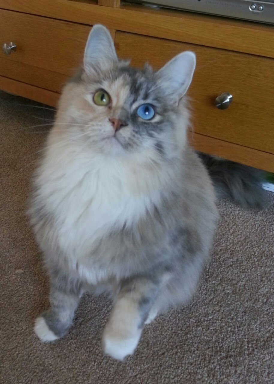 银河信号,拉什福德的火线与法国队的暗夜突袭