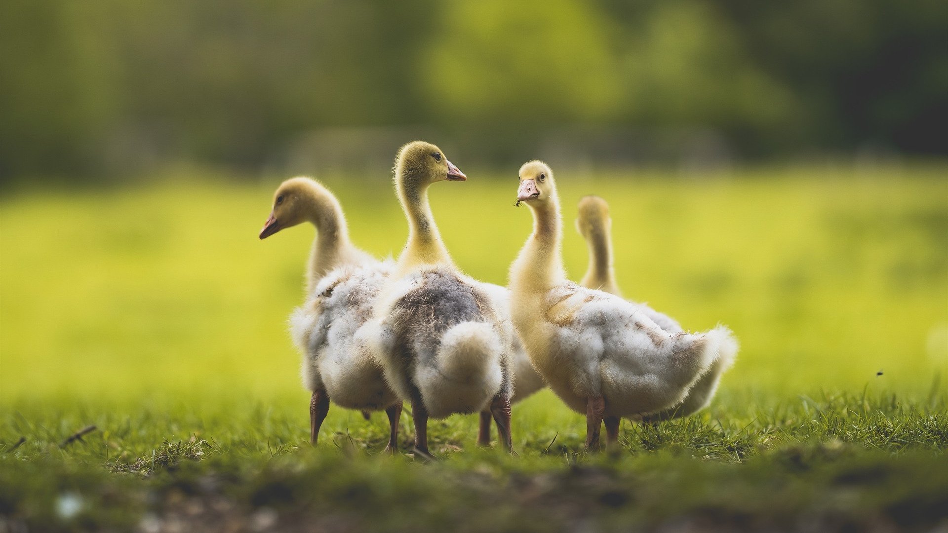 爱游戏下载-猩红獠牙，布克致命獠牙撕裂辽宁，灰熊怒涛粉碎卫冕冠军