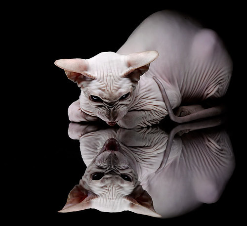 中欧铁骑的战术凯歌,布罗佐维奇导演经典,匈牙利完胜喀麦隆背后的唯一性胜利